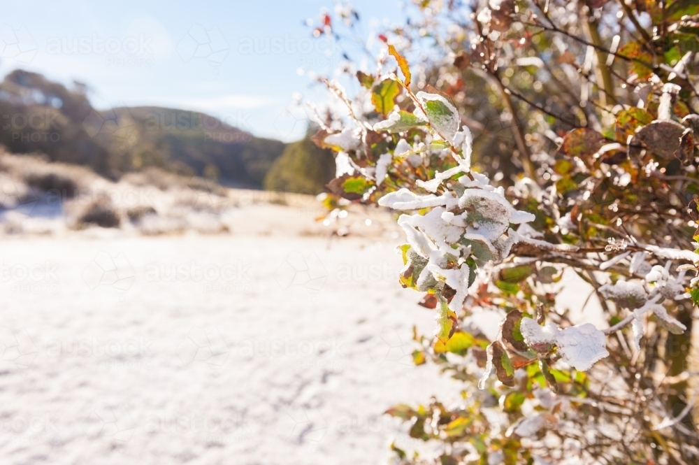 A bush covered with snow - Australian Stock Image