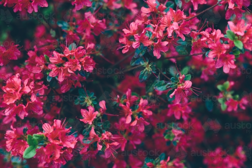 A bush of fuchsia coloured rhododendron flowers in bloom with green leaves - Australian Stock Image