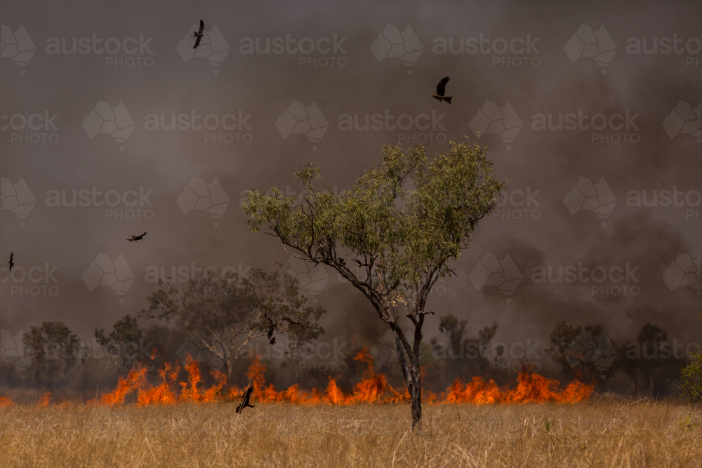 A bushfire burning in dry grass with birds flying overhead - Australian Stock Image