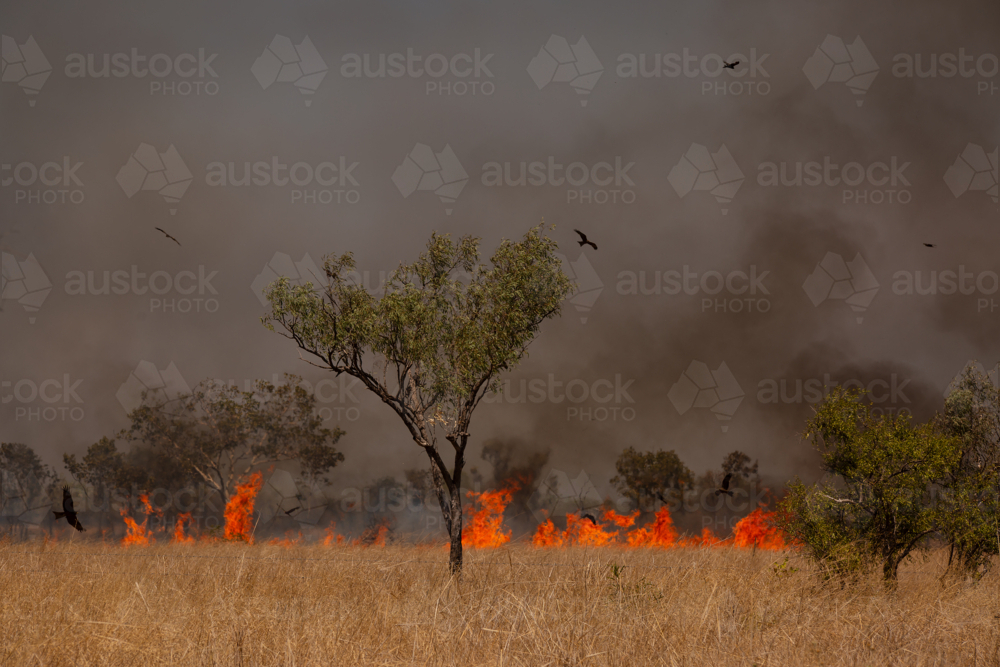 A bushfire in the Northern Territory with birds circling - Australian Stock Image