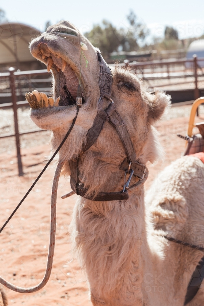 A camel with a mouth wide-open revealing its teeth. - Australian Stock Image
