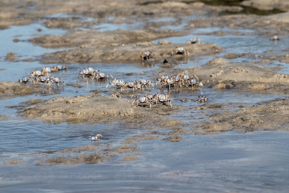 A cast of crabs running along rocky shore line - Australian Stock Image