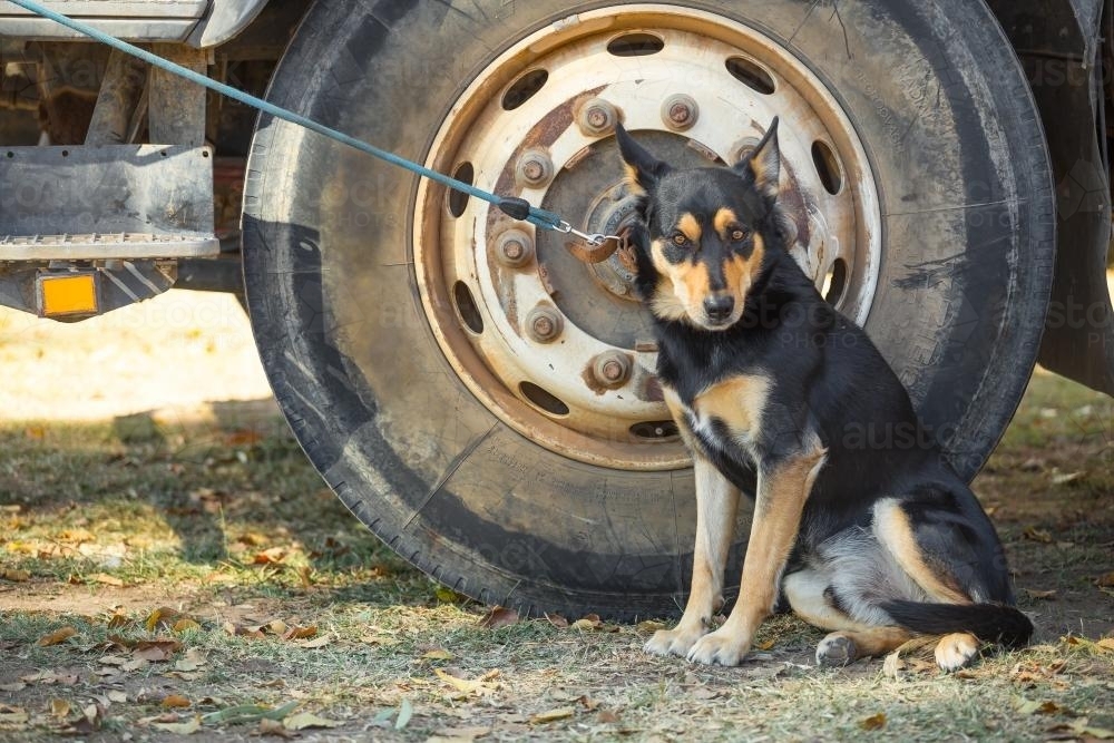 A cattle dog on a lead beside a truck wheel - Australian Stock Image
