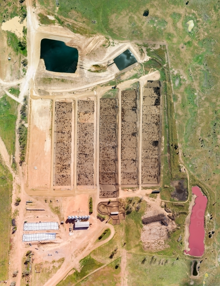 A cattle feedlot in Queensland. - Australian Stock Image