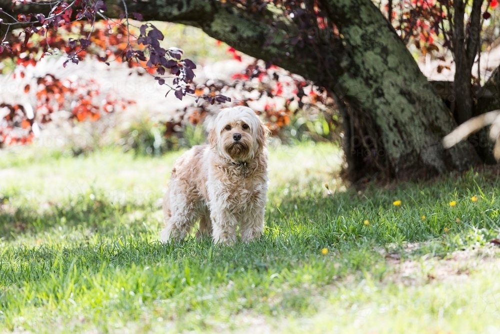 A cavoodle in a park under a tree - Australian Stock Image