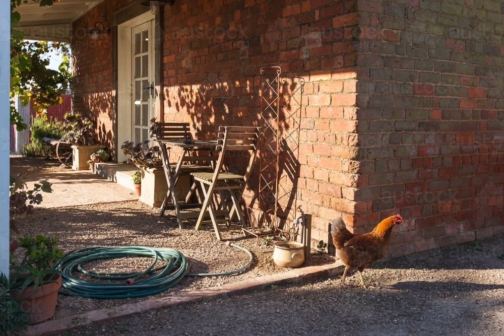 A chicken at the backyard. - Australian Stock Image