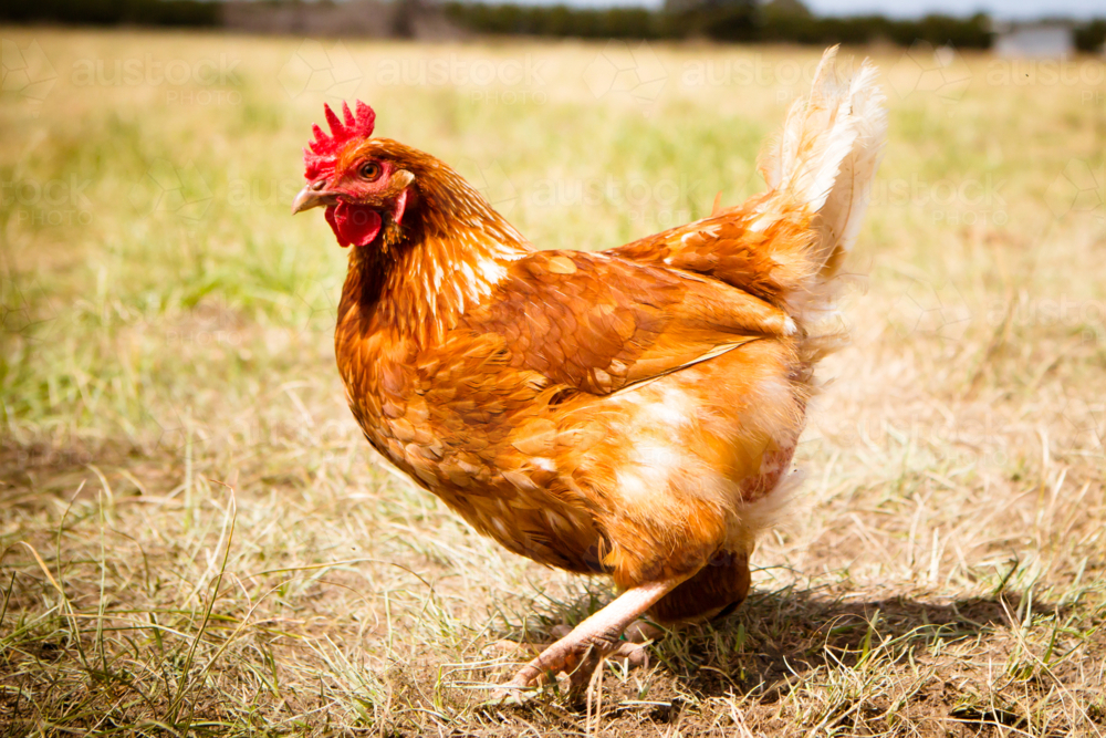 A chicken roams freely in a lush green paddock near Clarkefield in Victoria, Australia - Australian Stock Image