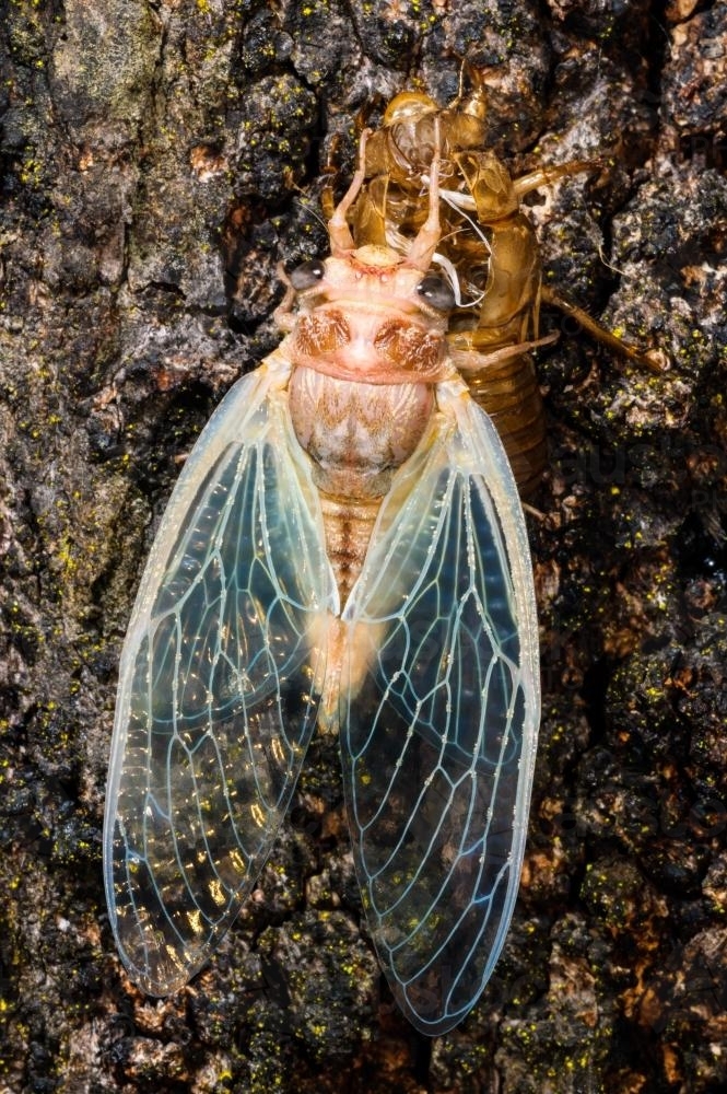 A cicada displays lovely pink and aqua colours with gold glints when it emerges from the old shell - Australian Stock Image