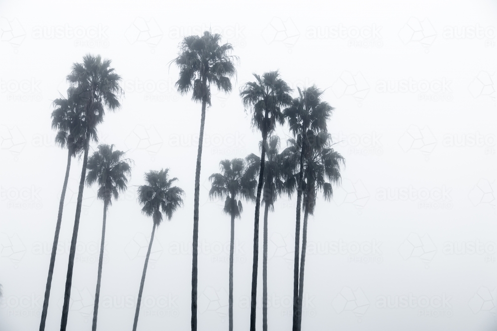 A circle of palm trees in the fog - Australian Stock Image