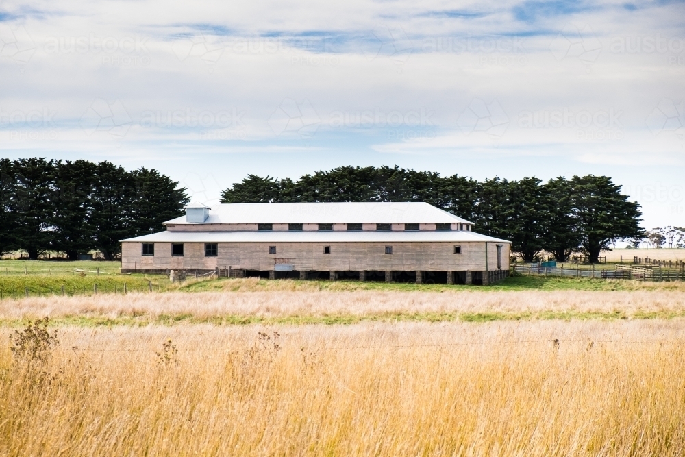 A classic Australian shearing shed in the landscape - Australian Stock Image