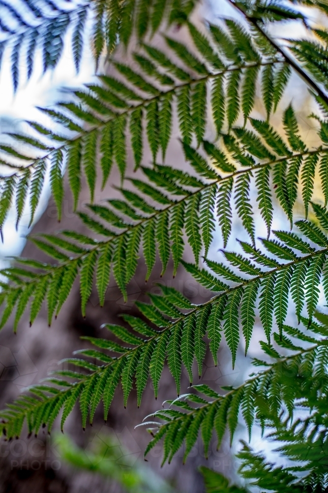 A close up of a fern frond in soft dappled light - Australian Stock Image