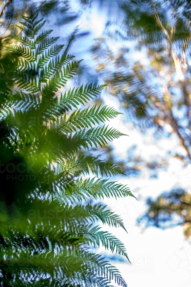 A close up of a fern frond in soft dappled light - Australian Stock Image