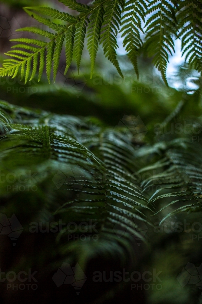 A close up of a fern frond in soft dappled light - Australian Stock Image