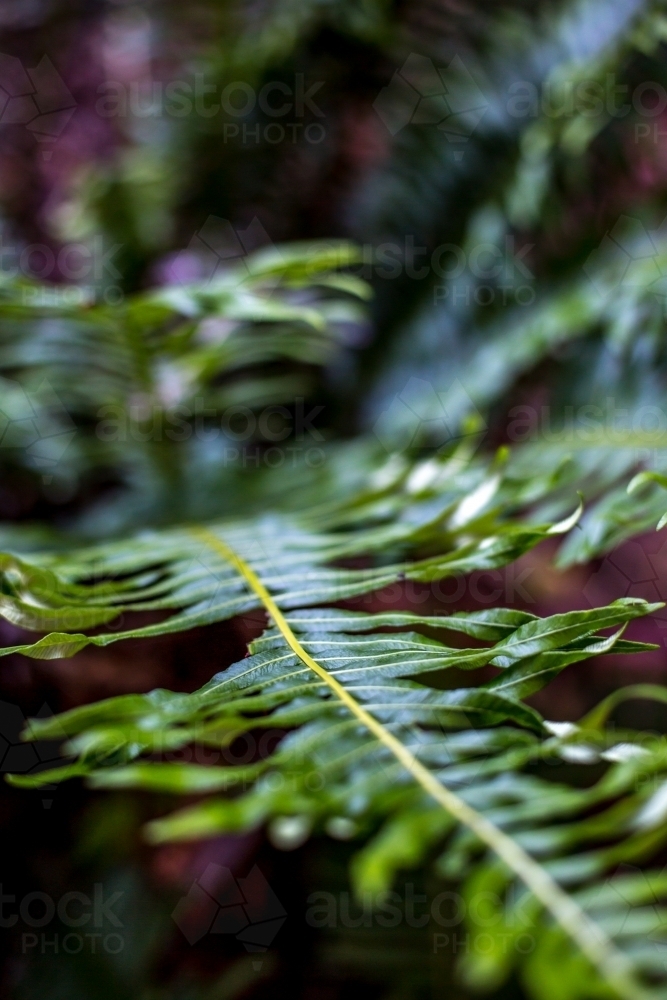 A close up of a fern frond in soft dappled light - Australian Stock Image