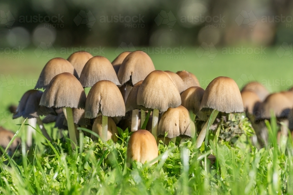A close up of a group of mushrooms growing in lush green grass - Australian Stock Image