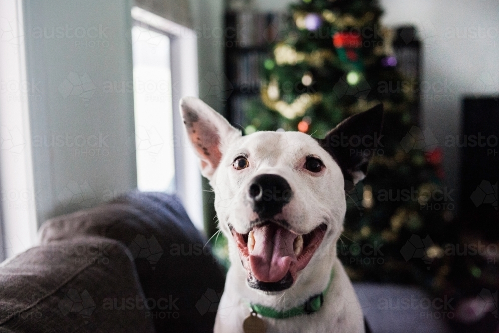 A close up of a happy white and brown dog sitting in front of a decorated Christmas tree. - Australian Stock Image