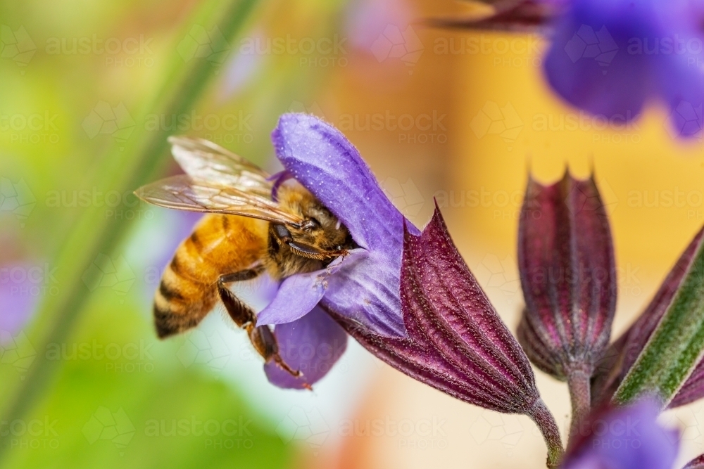 A close up of a honey bee diving head first into a small purple flower - Australian Stock Image