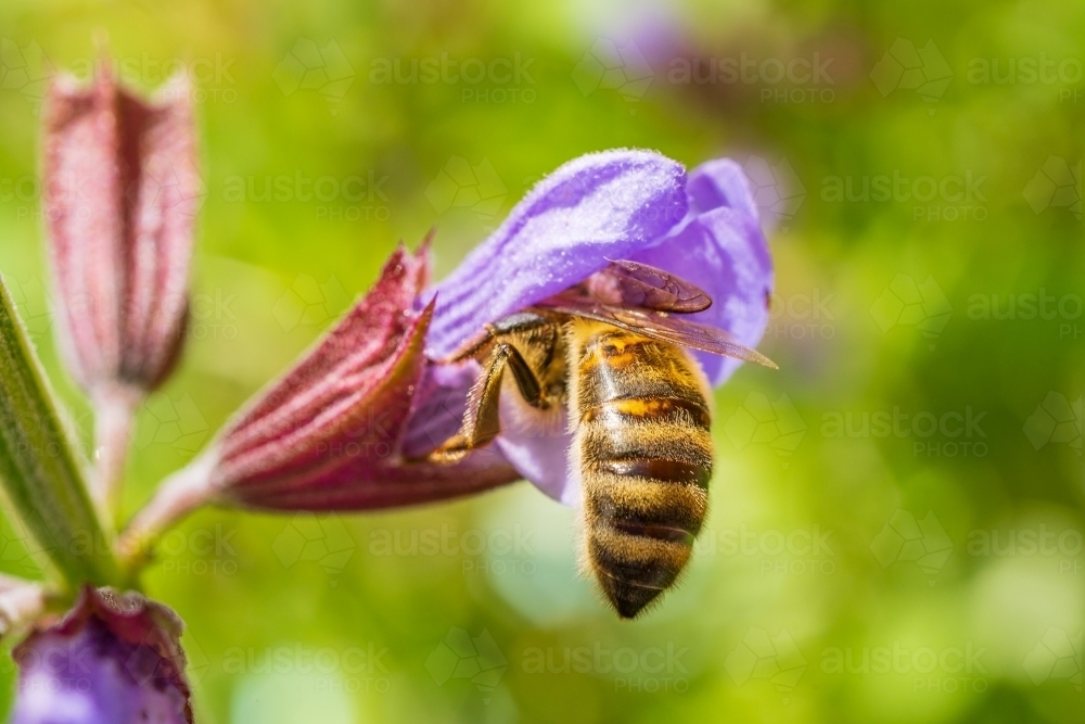 A close up of a honey bee diving head first into a small purple flower - Australian Stock Image
