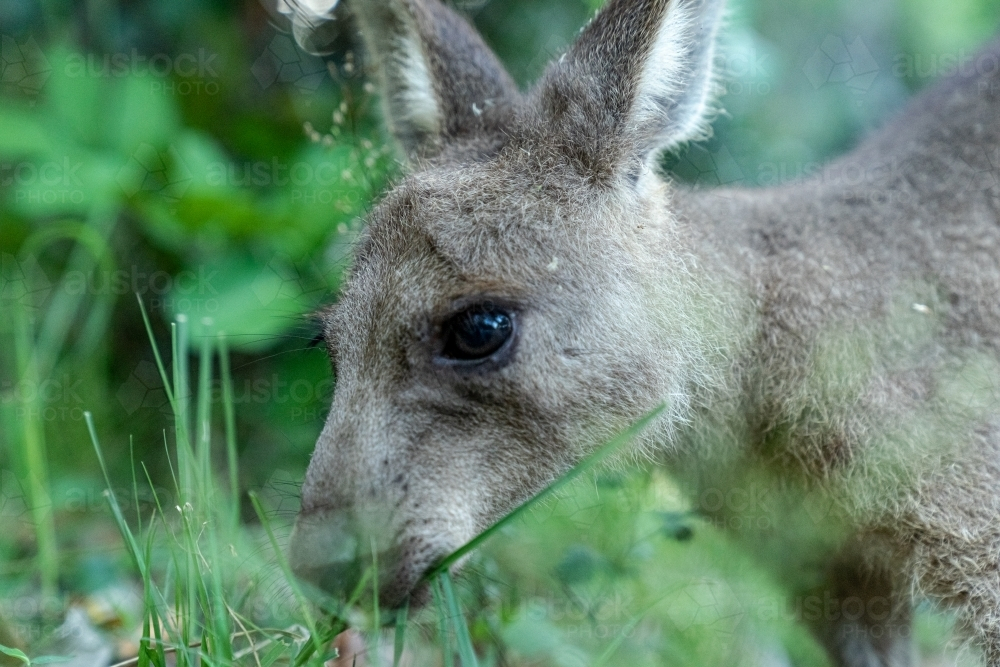 A close-up of a kangaroo eating some grass - Australian Stock Image