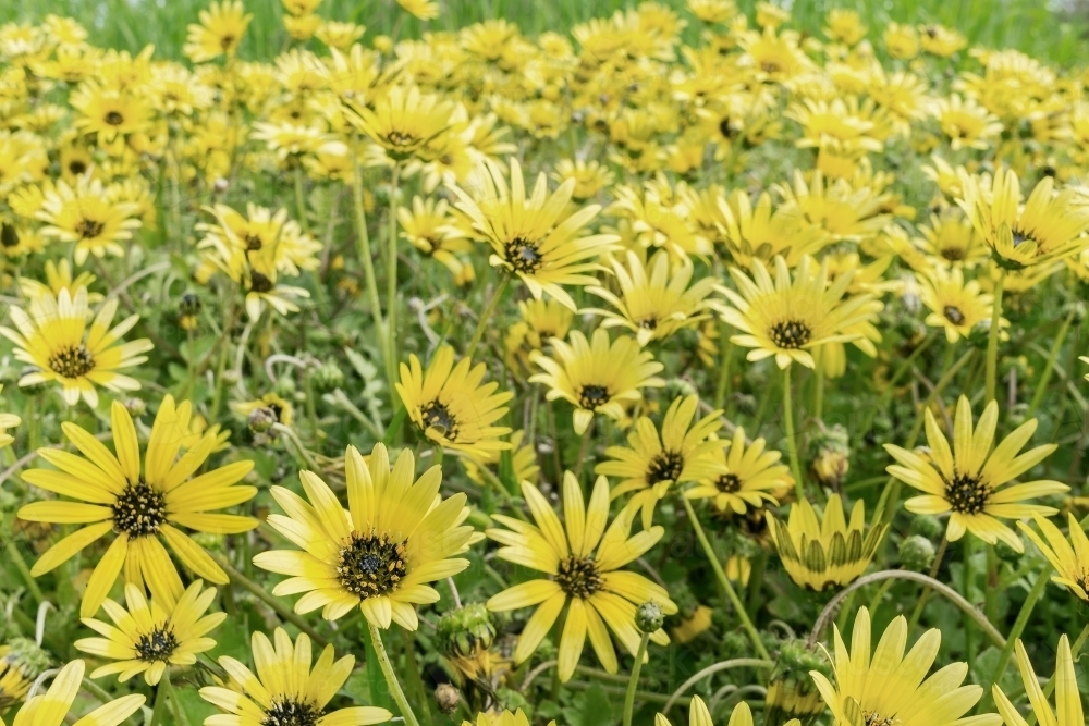 A close up of a paddock full of yellow capeweed daisies - Australian Stock Image