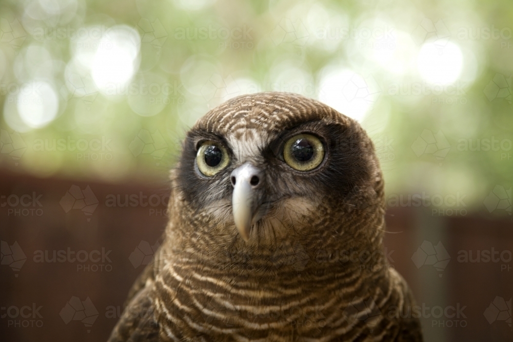 A close up of a Rufous owl - Australian Stock Image