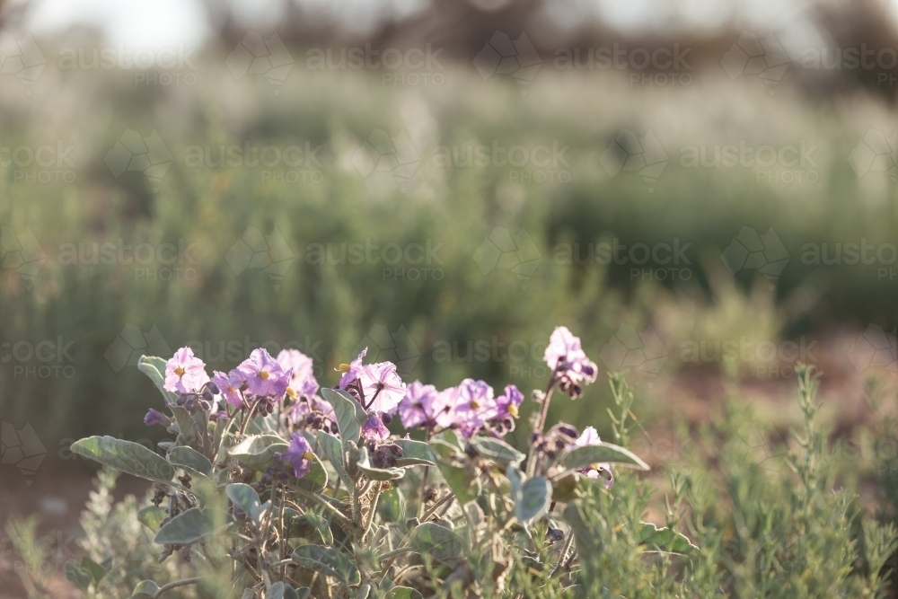 A close-up of a small purple flowers of australian bush tomato - Australian Stock Image