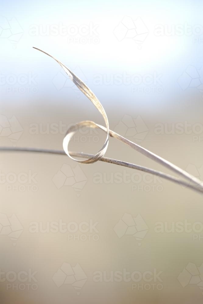 A close up of a twisted piece of dry grass with a muted background - Australian Stock Image