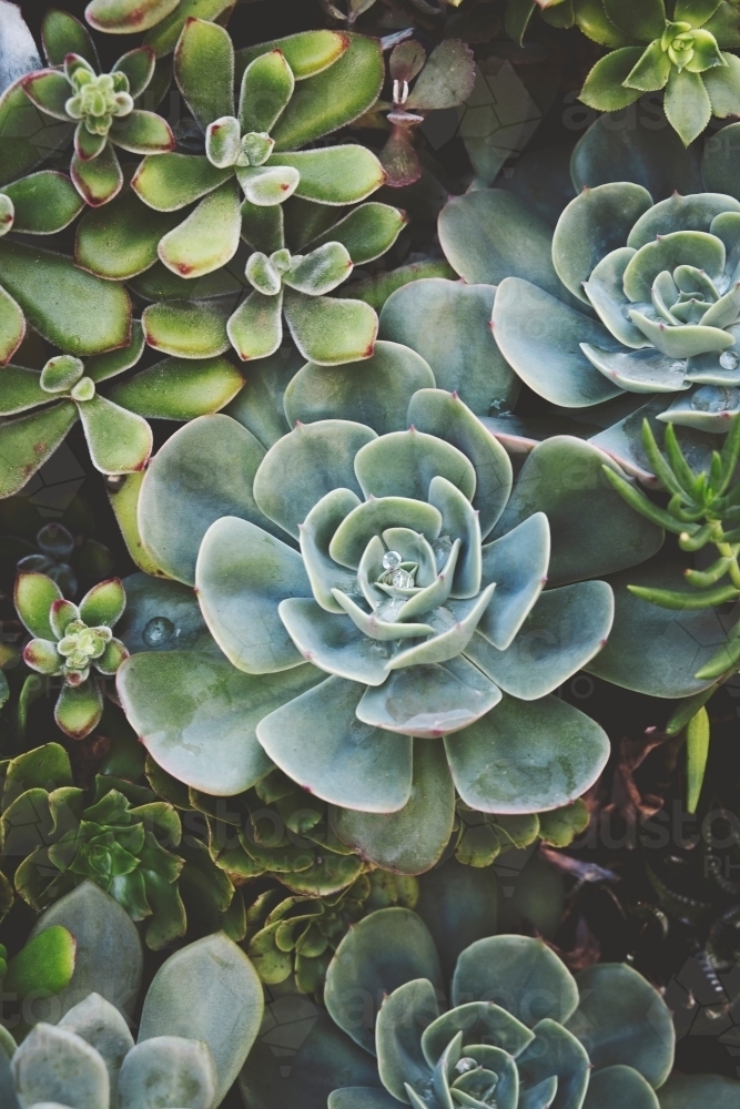 A close up of a variety of succulent plants - Australian Stock Image
