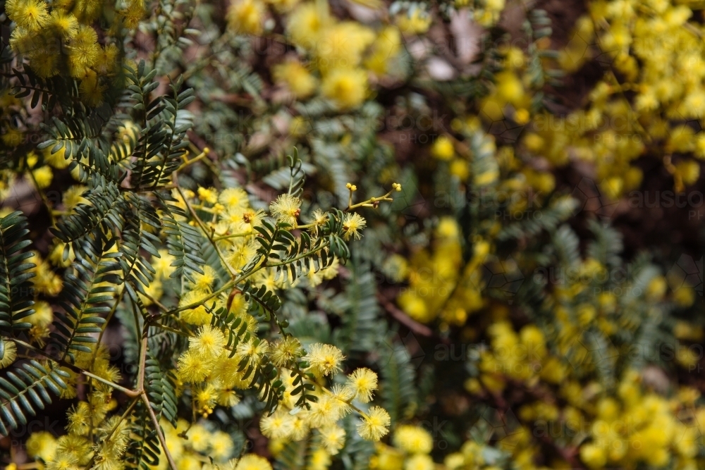 A close up of a yellow wattle bush in bloom - Australian Stock Image
