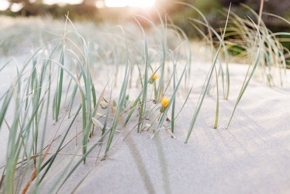 A close up of green marram grass and two yellow flowers, spread over soft sand dunes - Australian Stock Image
