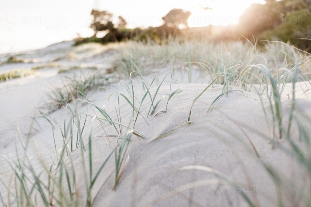 A close up of green marram grass growing in soft sand dunes at sunset. - Australian Stock Image