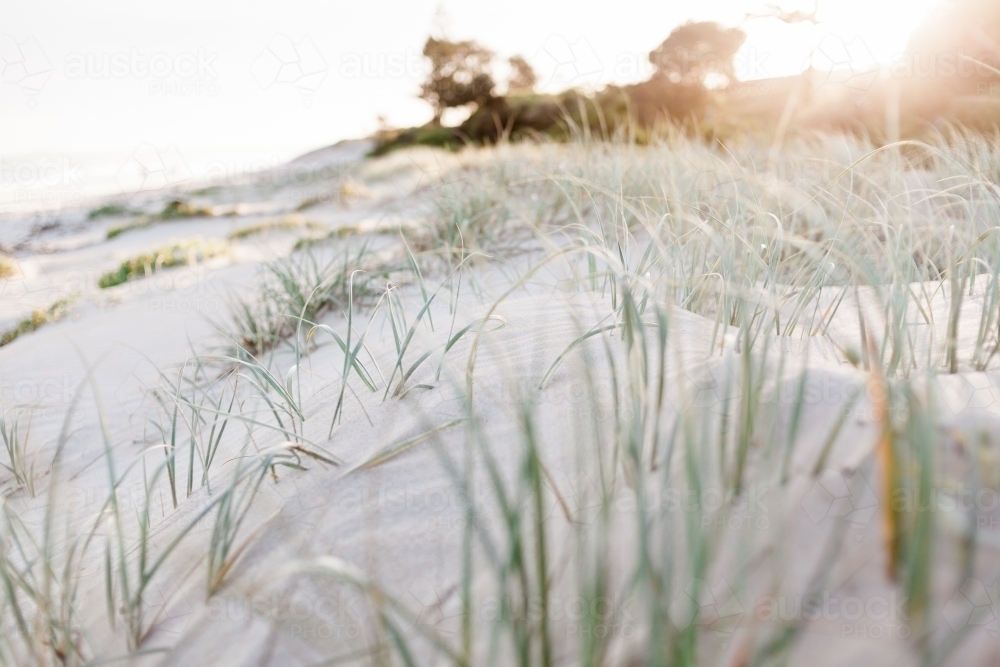 A close up of green marram grass spread over soft sand dunes as the sun sets in the background - Australian Stock Image