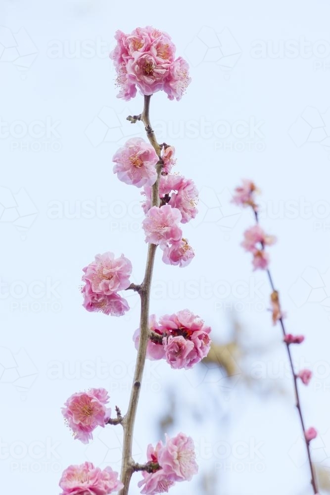 A close up of pink blossom on a fruit tree branch - Australian Stock Image