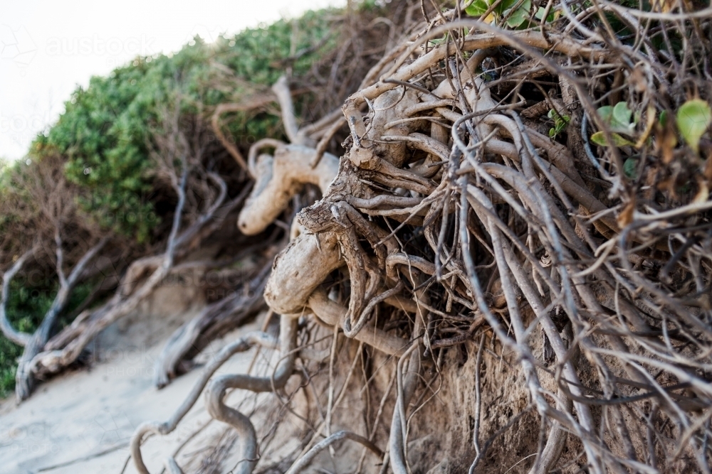 A close up of tangled tree roots of a beach tree planted in sand dunes. - Australian Stock Image
