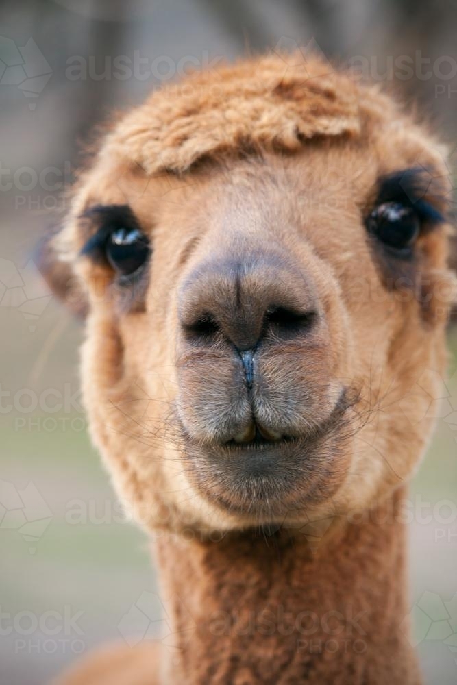 A close up of the face of a brown alpaca - Australian Stock Image