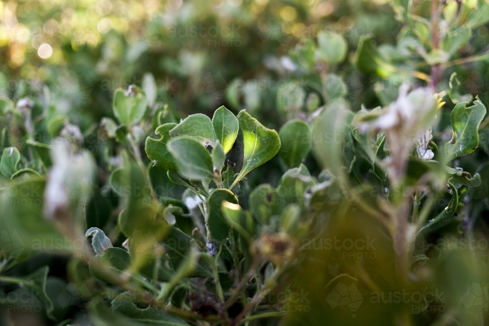 A close up of the leaves with sunlight shining through of a plant - Australian Stock Image