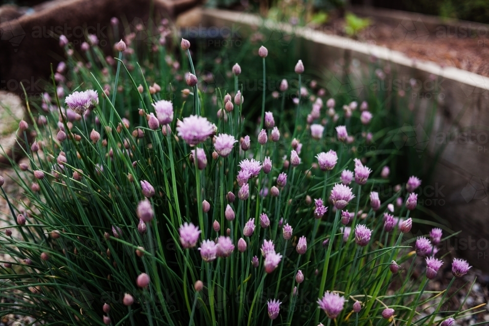 A close up of vibrant flowering chives in a backyard garden bed. - Australian Stock Image
