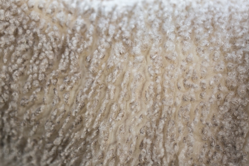 A close up of wool on a young lamb - Australian Stock Image