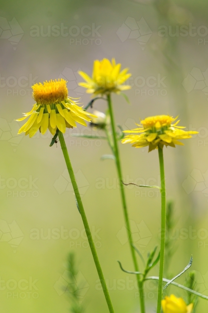 A close up of yellow wild flowers (paper daisies) - Australian Stock Image