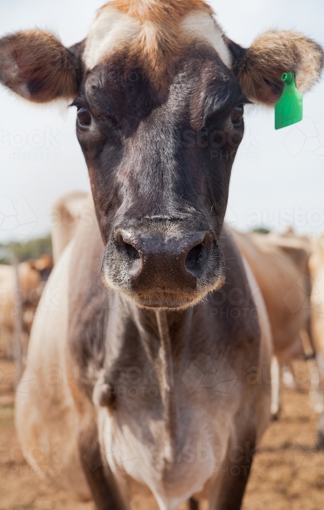 A close up portrait of a curious cow - Australian Stock Image