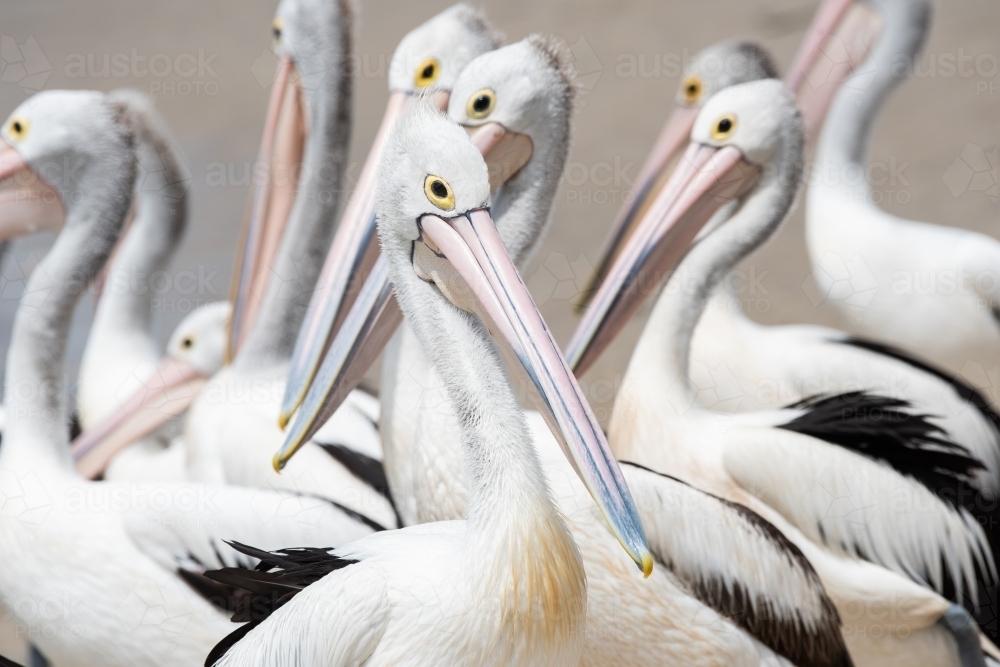 A close up view of a group of Australian pelicans on the beach - Australian Stock Image
