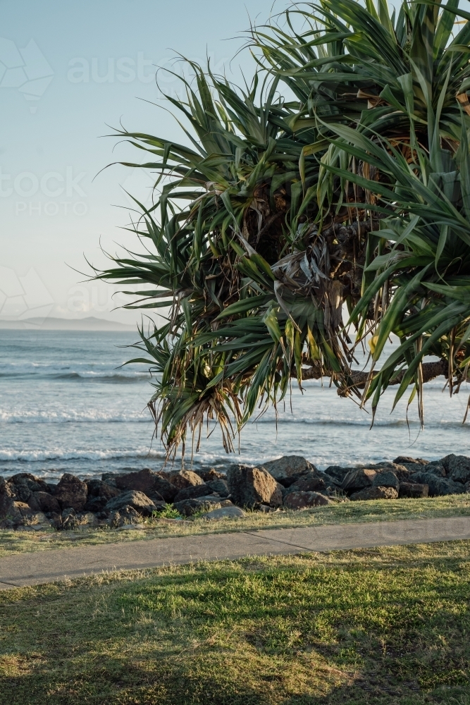 a close-up view of a large, leafy green plant in the foreground along the coast - Australian Stock Image