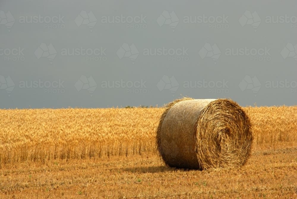 A closeup of a rolled Hay Bale in a Field. - Australian Stock Image