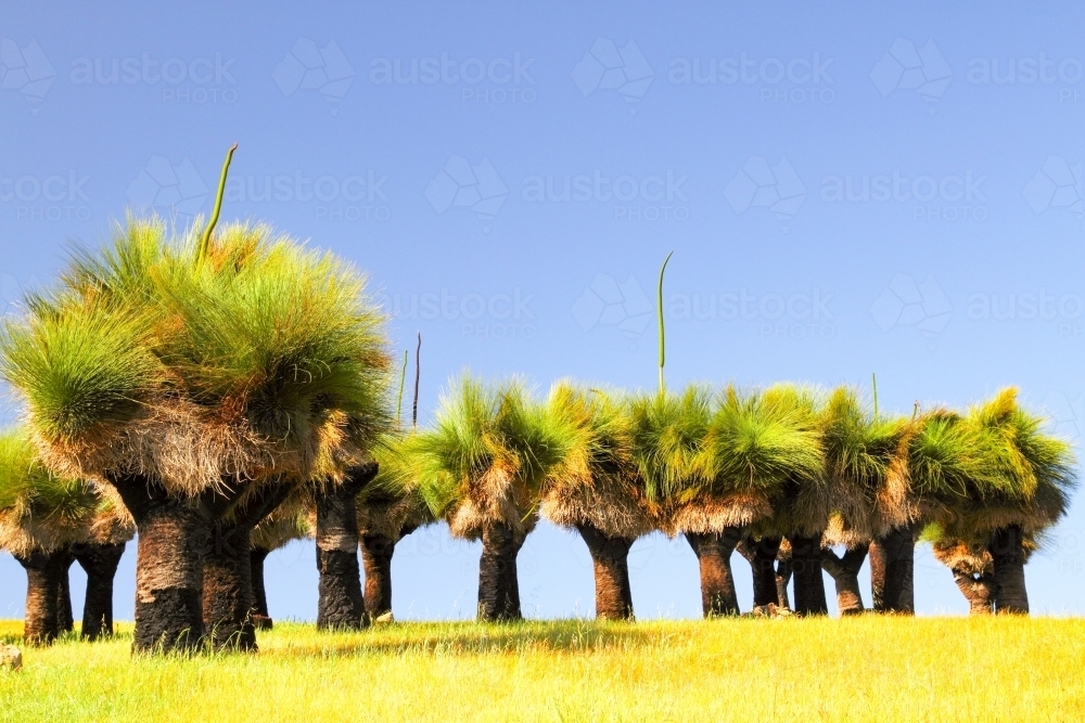 A clump of grass trees on a grassy field. - Australian Stock Image