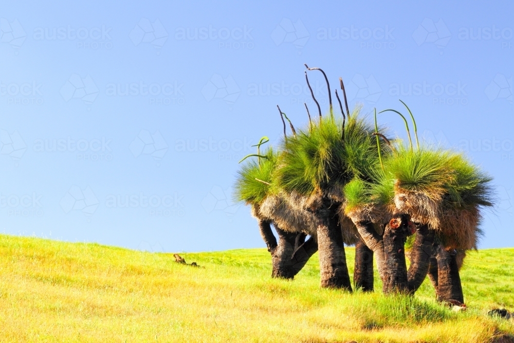 Image of A clump of grass trees on a grassy field Austockphoto Image of A clump of grass trees on a grassy field Austockphoto