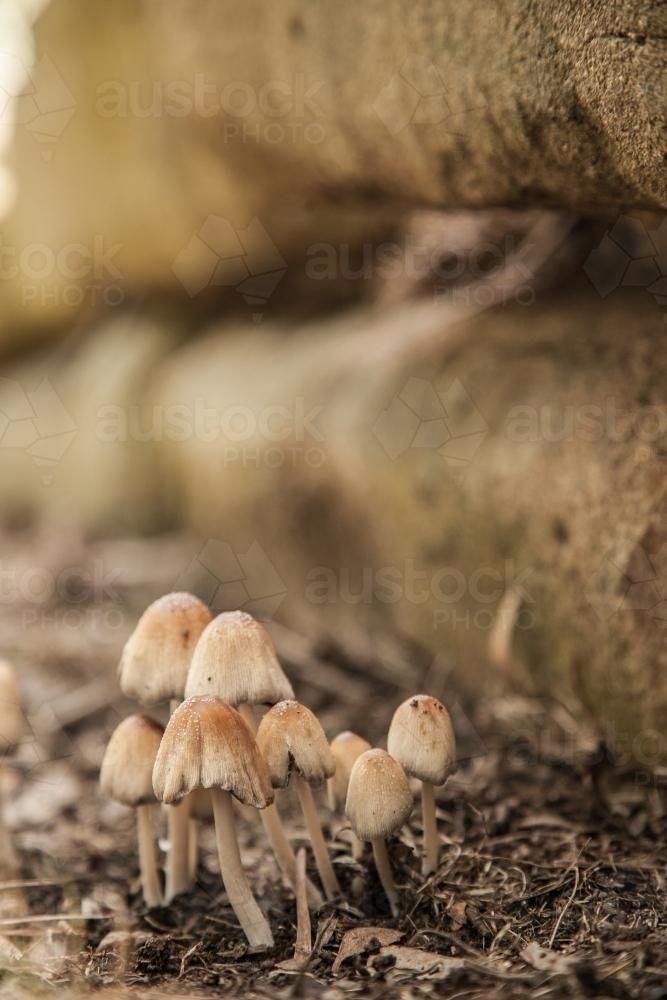 A cluster of fungi growing beside the garden edging - Australian Stock Image