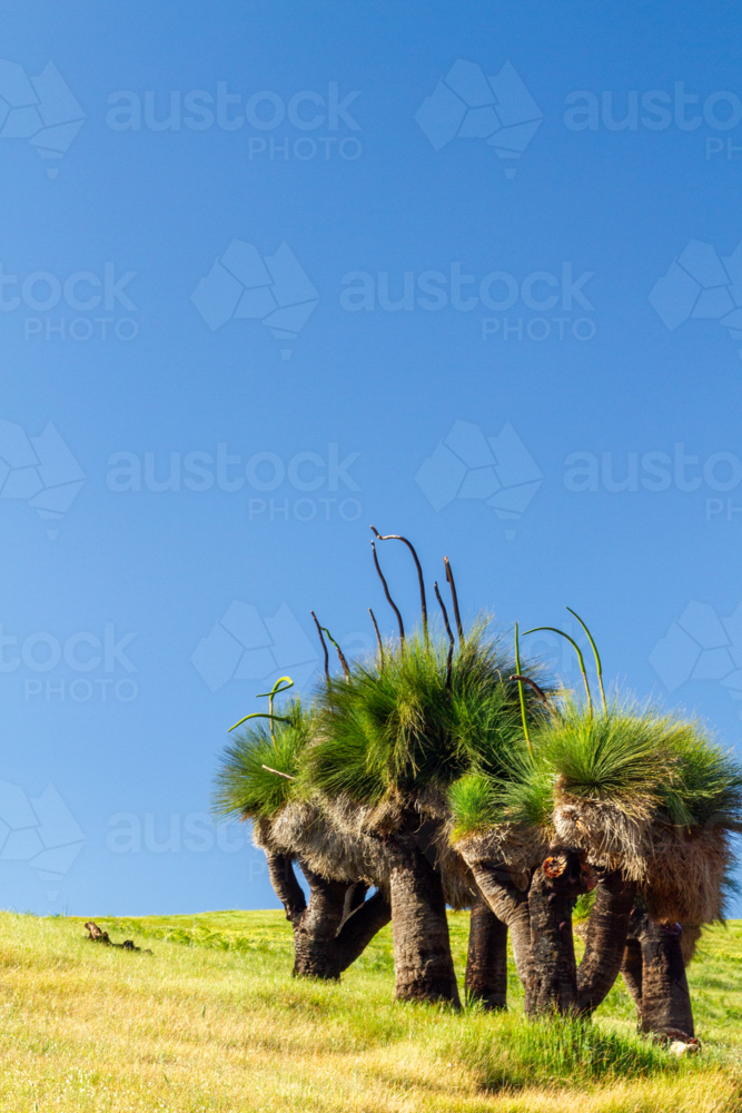 A cluster of Grass trees under clear blue sky in Western Australia. - Australian Stock Image