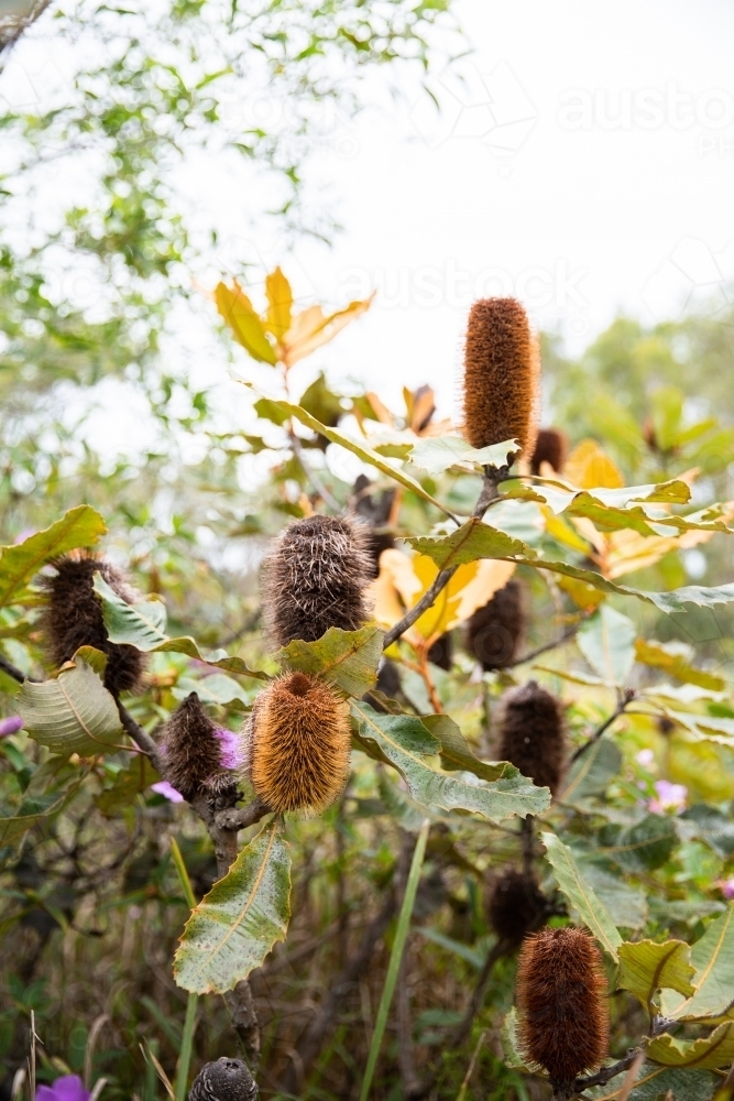 a coastal banksia tree in bloom - Australian Stock Image
