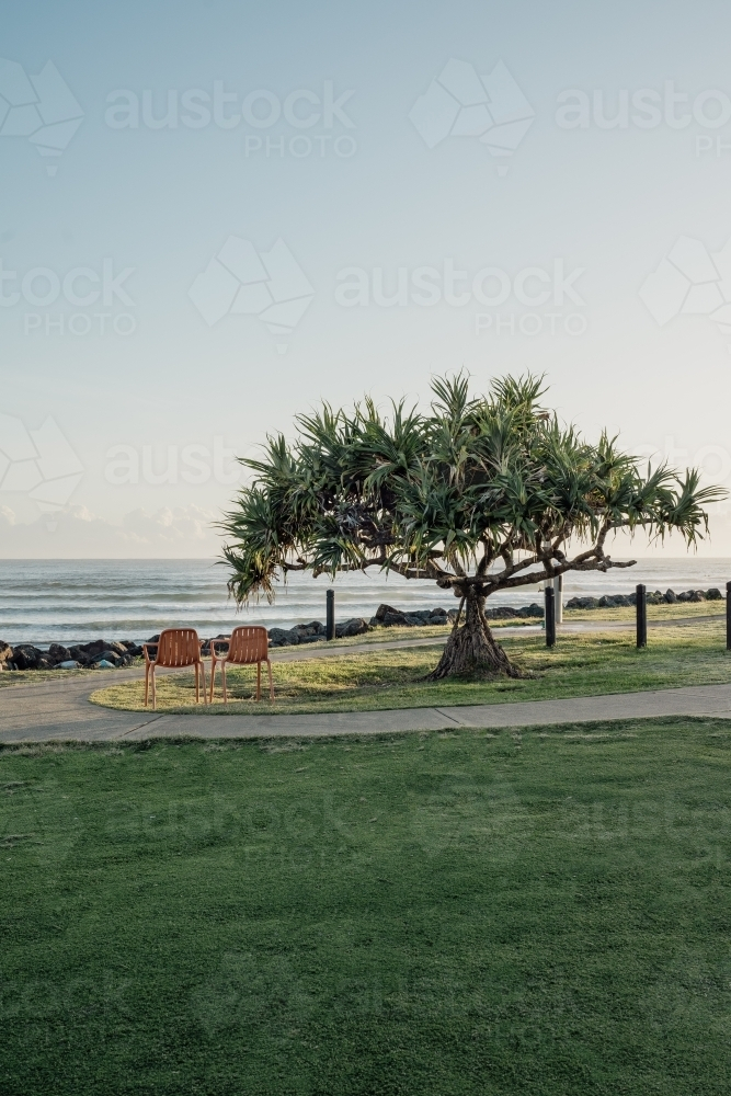 A coastal view with two empty chairs under a large leafy tree in a grassy field - Australian Stock Image