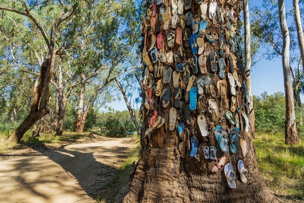 A collection of colourful thongs nailed to the wide trunk of a gum tree - Australian Stock Image